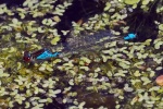 Small red eyed damselfly