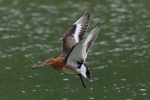 Black tailed godwit