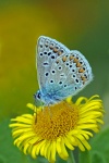 Common blue butterfly