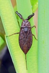 Water scorpion