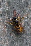 German wasp