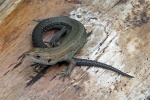 common lizard