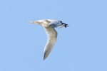 Sandwich Tern