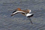 Black tailed godwit