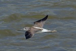 Greenshank