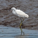 Little egret