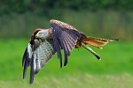 Red kite