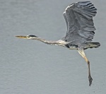Heron - Ardea cinerea