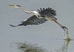 Heron - Ardea cinerea