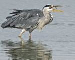 Heron - Ardea cinerea