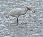 Spoonbill - Platalea leucorodia (juvinile).jpg