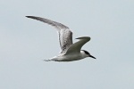 Sandwich tern