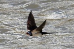 Swallow