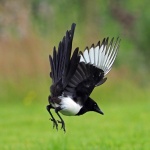 Magpie
