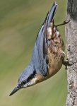 Nuthatch - Sitta europaea.jpg