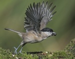 Marsh Tit - Poecile palustris.jpg