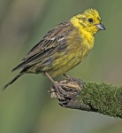 Yellowhammer - Emberiza citrinella.jpg