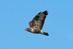 Common buzzard