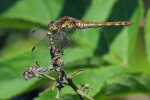 Common darter