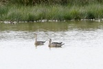 Pintail