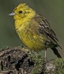 Yellowhammer - Emberiza citrinella