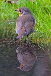 Robin