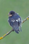 Swallow