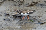 Turnstone
