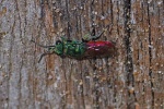 Ruby tailed wasp