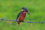 Kingfisher