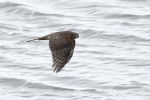 Sparrowhawk