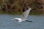 Little egret