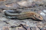 common lizard