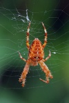 Garden spider