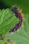 Comma caterpillar