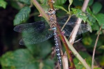Migrant hawker