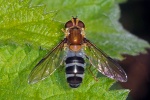 Hover fly