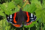 Red admiral