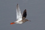 Redshank