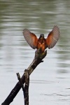 Kingfisher