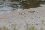 Juvenile Ruff