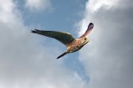 Kestrel