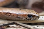 Slow worm