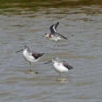 Red phalarope