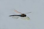 Migrant hawker