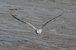 Herring gull