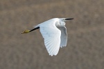 Little egret