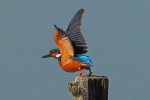 Kingfisher