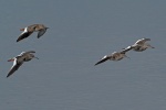 Redshank