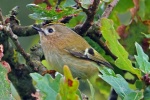 Goldcrest